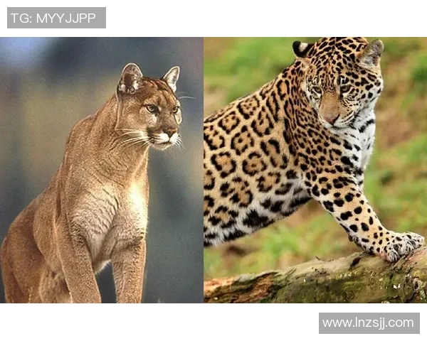 2018年阿特拉斯与美洲狮精彩对决回顾与分析